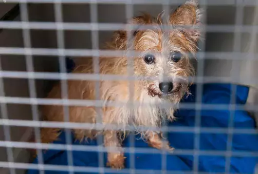 small dog looks up from cage with matted fur