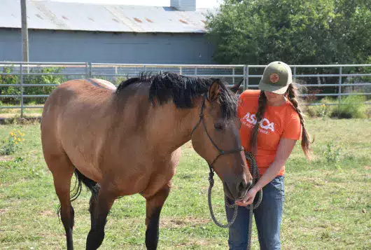ASPCA team member standing next to brown horse in a field