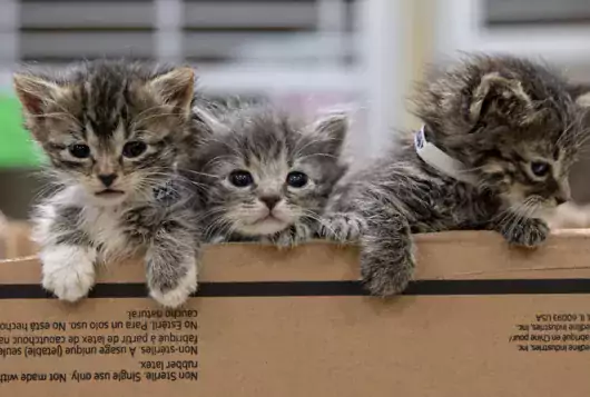 three gray and black striped kittens peek out from a box indoors