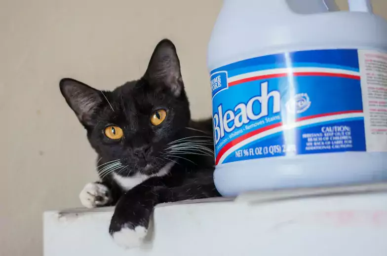 Black cat next to a bottle of bleach