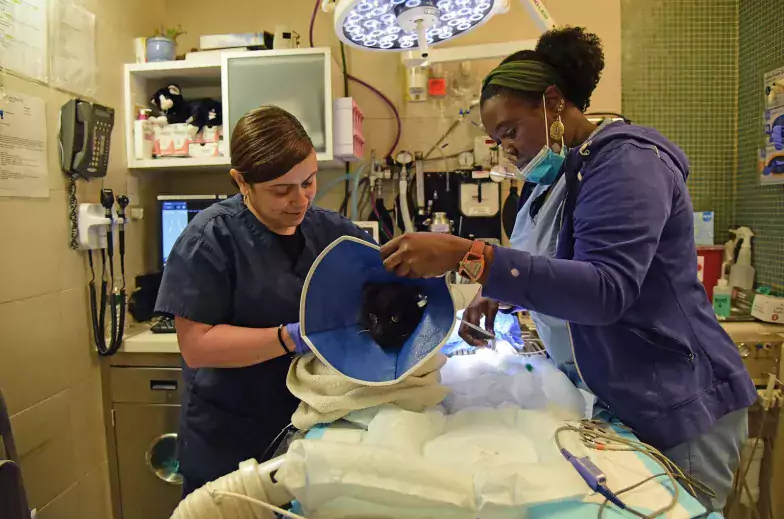 Black cat on operation table with a person in scrubs on each side