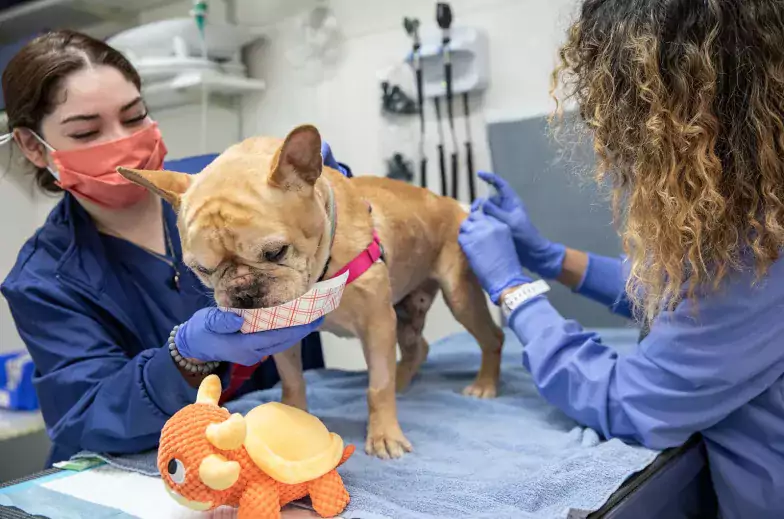 French bulldog being fed snacks by person in scrubs while another person administers treatment