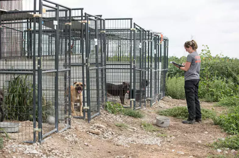 Dogs in tall metal cages