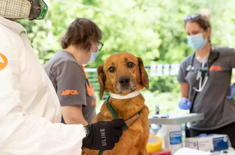 Brown dog being examined by ASPCA staff