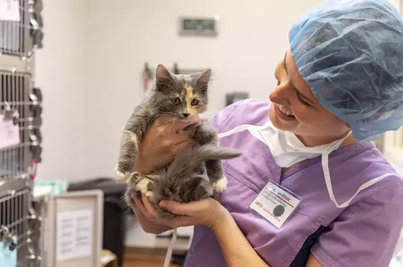 Person in scrubs holding a gray kitten