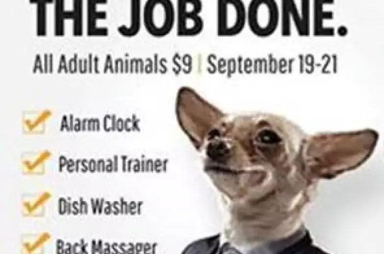 chihuahua on adoption ad in business suit for san diego humane