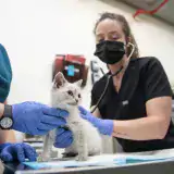 white cat on examination table being held by two people in scrubs