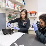 ASPCA team performing an exam on a kitten 
