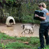 ASPCA team member standing next to black and white dog standing in muddy water