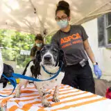 White and black dog being examined by ASPCA team