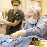 Two people in scrubs performing surgery on a cat