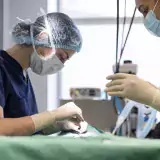 A veterinarian wearing scrubs and PPE performs surgery in the clinic