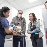 4 medical staff examine a dog in a veterinary clinic setting. They are all wearing PPE and the dog appears comfortable.