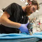 ASPCA intern in action in clinical setting