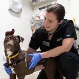 Veterinary trainees work with animals in Julie Morris program