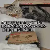 sleepy cat in a paper bag