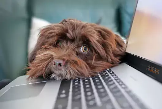 brown dog sitting at laptop
