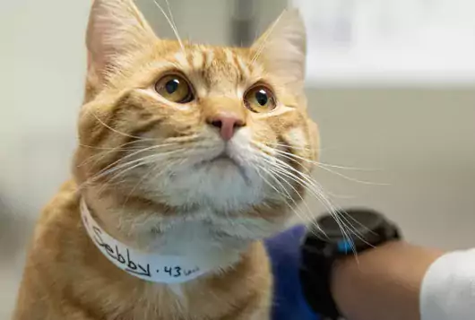 veterinarian examines tan cat