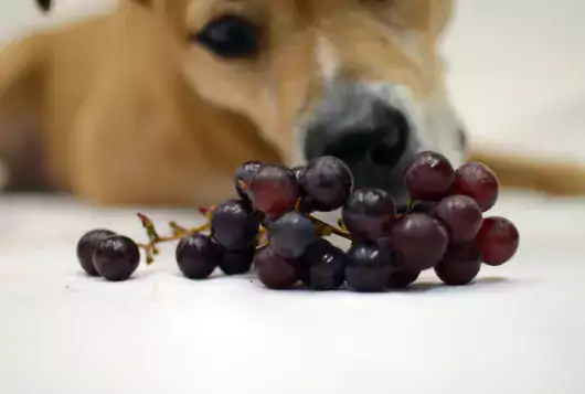 yellow dog sniffing at grapes