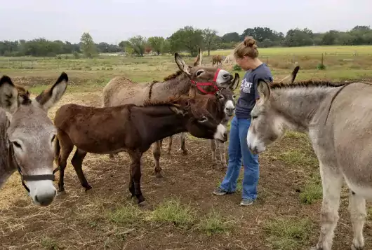 handler standing outside with donkeys