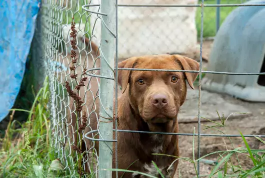 sad brown dog behind a fence
