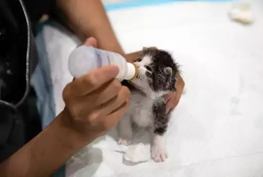tiny kitten being bottle fed