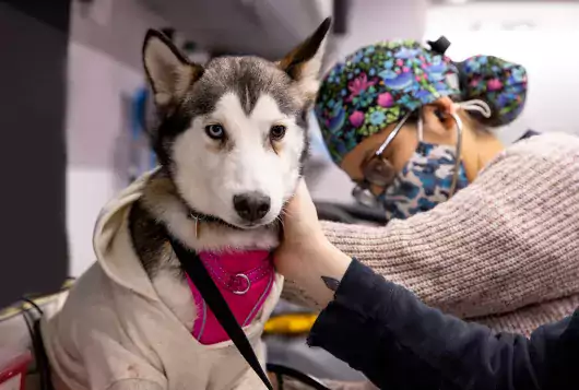 husky type dog has clinic exam by staff