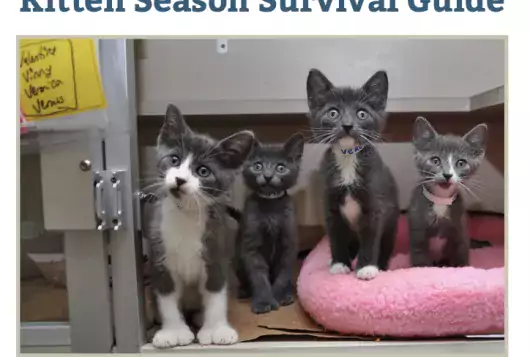 cover image of kittens and kitten season survival guide title