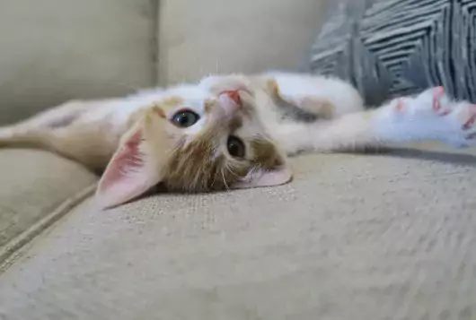 white kitten stretching on tan couch