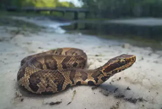 water moccasin snake curled up on the ground