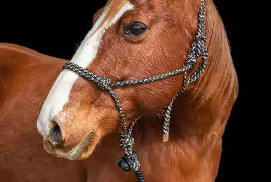 brown horse wearing halter side profile of head