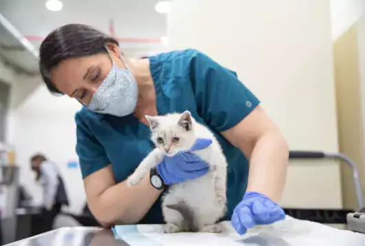 medical staff wearing PPE examines a white and gray kitten in clinic setting