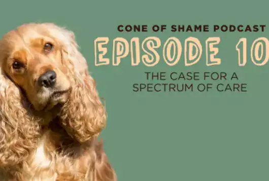 cocker spaniel type dog on green background with words cone of shame podcast episode 102