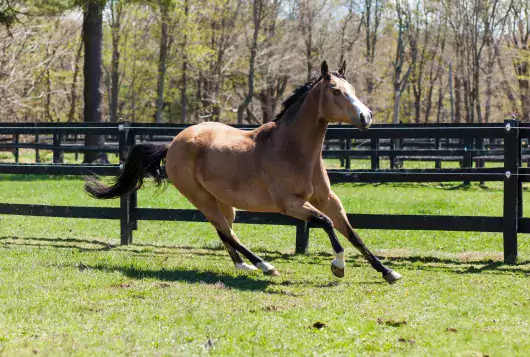 Brown horse running in fenced in pasture