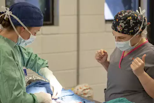 Two people in scrubs performing surgery