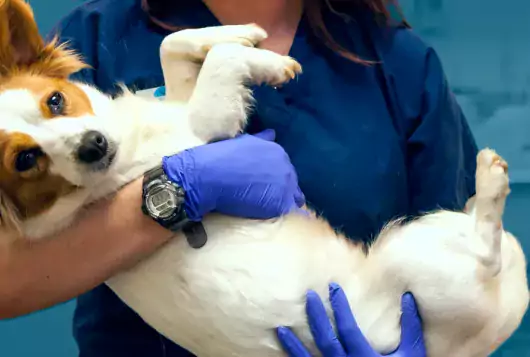 medical staff cradles white and brown dog while wearing PPE