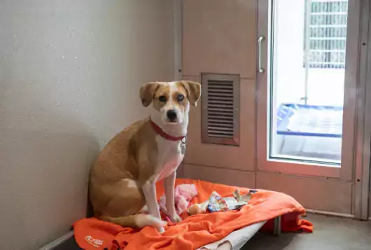 Tan and white dog looks slightly nervous sitting on raised dog bed inside shelter kennel