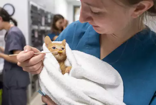 Medical support staff holds a cat.