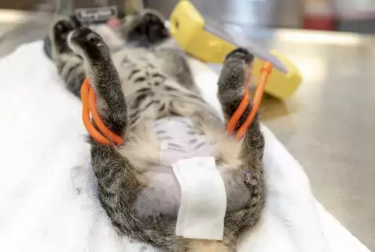 A cat being prepared for surgery using a gear tie to hold back its legs.