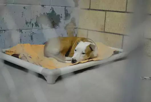 a white and tan dog rests inside a kennel on a kuranda bed