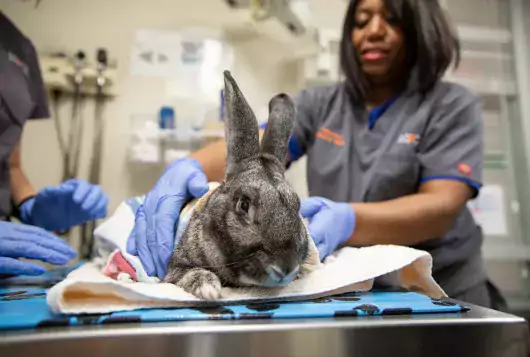 veterinary staff examine a large gray bunny on the exam table