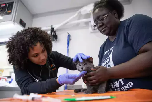 two veterinary workers with a gray cat who's having an exam with vaccinations