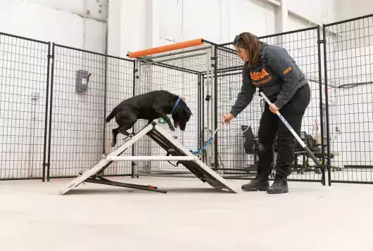 Woman training dog on obstacle course