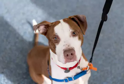 a brown and white medium sized dog indoors wearing a blue harness and orange leash