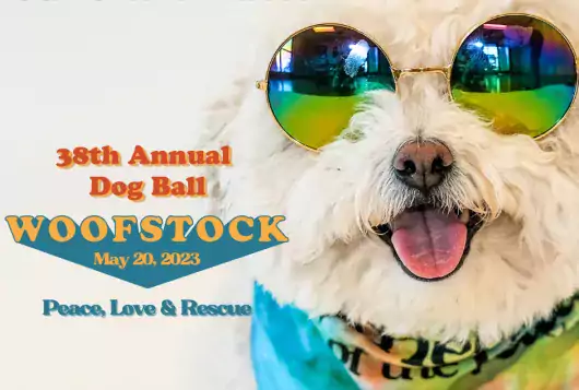 a small fluffy white dog wearing sunglasses next to copy promoting a fundraising event called the Dog Ball