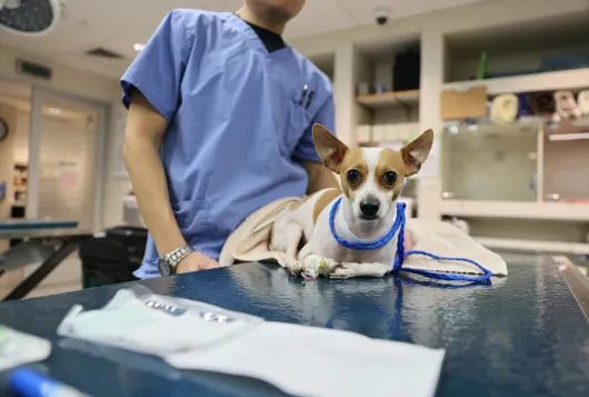 a small white dog with pointy ears is on an exam table being petted by veterinary staff