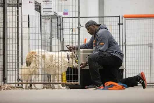 Man in ASPCA sweatshirt petting white dog in kennel