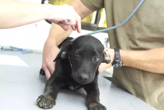 small black puppy being examined