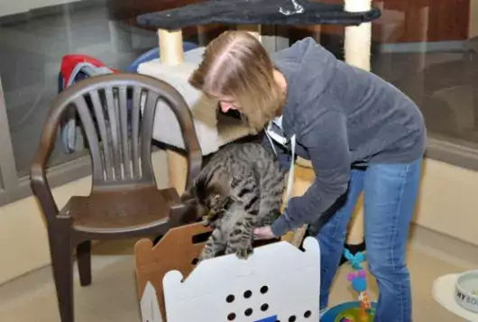 volunteer sets cat into a carrier