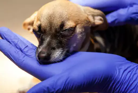 small dog in gloved hand of medical professional